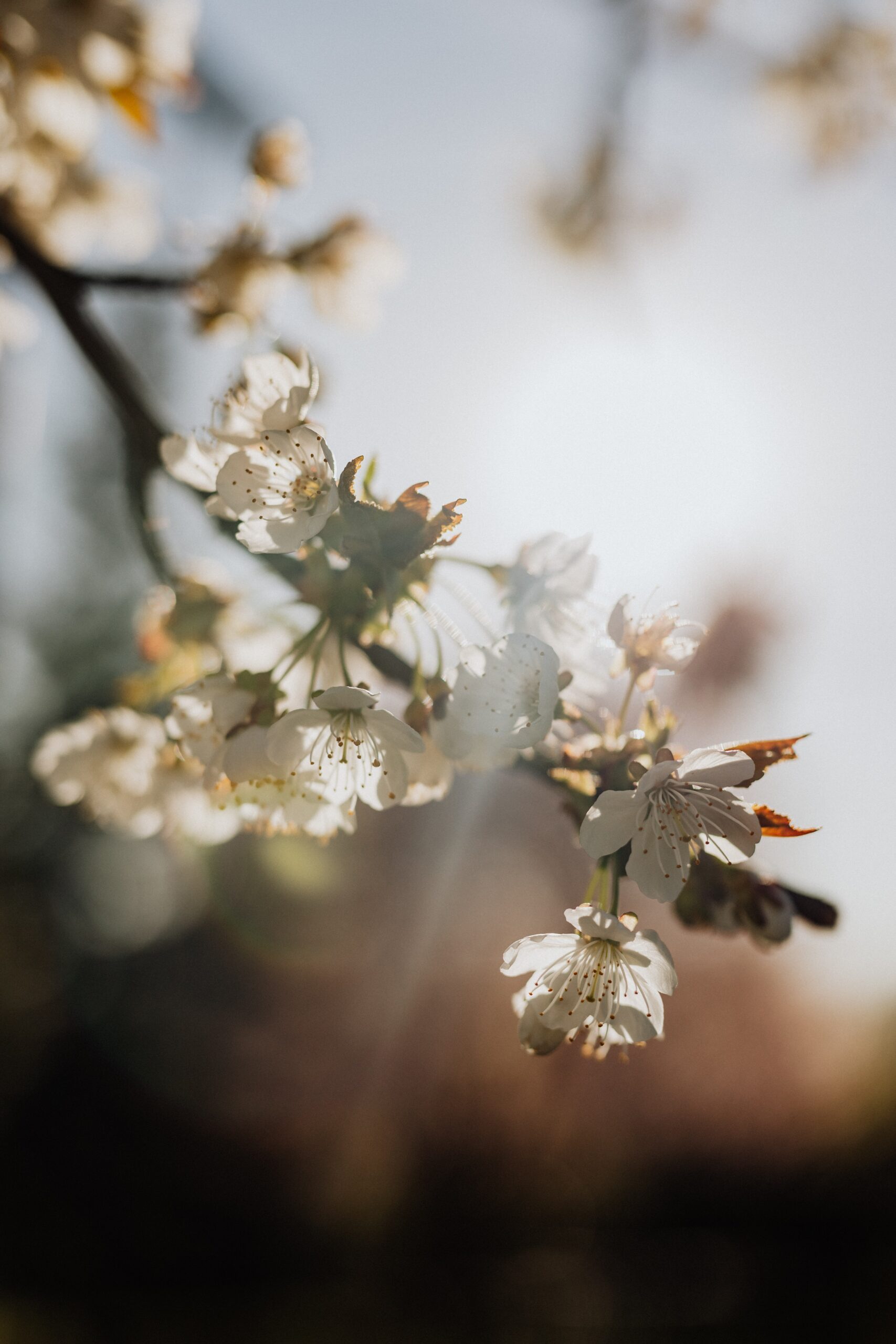 Blühende Apfelblüten als Bild für Life Coaching in Hamburg